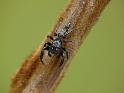 Clynotis_albobarbatus_D6537_O_87_Brisbane_Australie