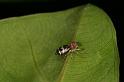 Cosmophasis_micans_D5395_Z_87_Giru_Australie