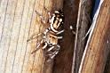 Cosmophasis_micans_F0654_Z_78_Collinsville_Australie