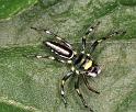 Cosmophasis_micans_F0724_Z_86_Giru_Australie