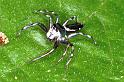 Cosmophasis_micans_F0822_Z_78_Giru_Australie