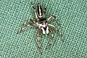 Cosmophasis_micans_F0825_Z_84_Giru_Australie