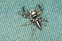 Cosmophasis_micans_F0827_Z_87_Giru_Australie