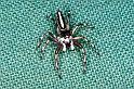 Cosmophasis_micans_F0828_Z_87_Giru_Australie