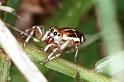 Cosmophasis_micans_RF0337_O_88_Giru_Australie