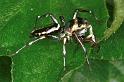 Cosmophasis_micans_RF0396_O_79_Giru_Australie