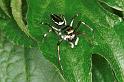 Cosmophasis_micans_RF0397_O_79_Giru_Australie