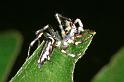 Cosmophasis_micans_RF0398_O_75_Giru_Australie
