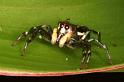 Cosmophasis_micans_RF0497_O_75_Daintree-Giru_Australie