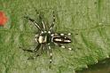 Cosmophasis_micans_RF0525_Z_78_Daintree-Giru_Australie