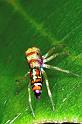 Cosmophasis_micarioides_F0782_Z_78_Daintree-Cookstown_Australie