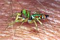 Cosmophasis_micarioides_F0787_Z_78_Daintree-Cookstown_Australie