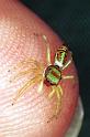 Cosmophasis_micarioides_F0790_Z_81_Daintree-Cookstown_Australie