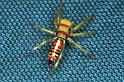 Cosmophasis_micarioides_F0791_Z_83_Daintree-Cookstown_Australie