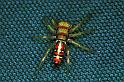 Cosmophasis_micarioides_F0792_Z_81_Daintree-Cookstown_Australie
