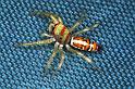 Cosmophasis_micarioides_F0793_Z_87_Daintree-Giru_Australie