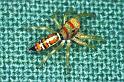 Cosmophasis_micarioides_F0794_Z_87_Daintree-Giru_Australie
