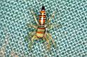 Cosmophasis_micarioides_F0795_Z_86_Daintree-Giru_Australie