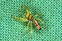 Cosmophasis_micarioides_RF0490_Z_81_Daintree-Giru_Australie