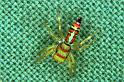 Cosmophasis_micarioides_RF0491_O_78_Daintree-Giru_Australie