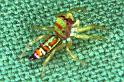 Cosmophasis_micarioides_RF0492_O_77_Daintree-Giru_Australie