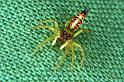 Cosmophasis_micarioides_RF0493_O_81_Daintree-Giru_Australie