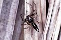 Cosmophasis_thalassina_F0630_Z_75_Collinsville_Australie