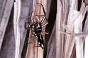 Cosmophasis_thalassina_F0631_Z_82_Collinsville_Australie