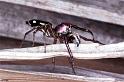 Cosmophasis_thalassina_F0632_Z_87_Collinsville_Australie