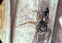 Cosmophasis_thalassina_F0633_Z_87_Collinsville_Australie