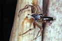 Cosmophasis_thalassina_F0634_Z_91_Collinsville_Australie