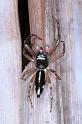 Cosmophasis_thalassina_RF0327_O_85_Giru_Australie