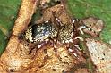 Cytaea_ZZ036_F0717_Z_90_Giru_Australie