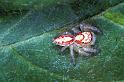 Cytaea_severa_F0608_Z_80_Emerald-Clermont_Australie