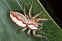 Cytaea_severa_F0676_O_80_Giru_Australie