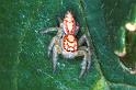 Cytaea_severa_RF0240_Z_76_Emerald-Clermont_Australie