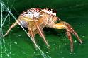 Cytaea_severa_RF0268_O_78_Giru_Australie