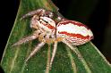 Cytaea_severa_RF0308_O_85_Giru_Australie