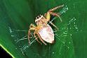 Cytaea_severa_RF0342_O_80_Giru_Australie