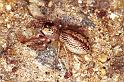 Cytaea_xanthopus_RF0465_O_82_Daintree-Giru_Australie