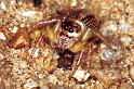 Cytaea_xanthopus_RF0466_O_83_Daintree-Giru_Australie
