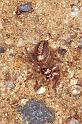 Cytaea_xanthopus_RF0468_O_75_Daintree-Giru_Australie