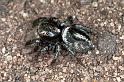 Euryattus_ZZ030_F0589_Z_93_Carnavon_Australie