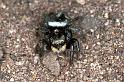 Euryattus_ZZ030_F0590_Z_88_Carnavon_Australie
