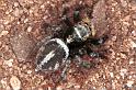Euryattus_ZZ030_RF0195_O_82_Carnavon_Australie