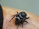 Euryattus_bleekeri_D6605_O_82_Brisbane_Australie
