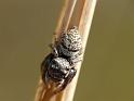 Euryattus_bleekeri_D6692_O_86_Brisbane_Australie