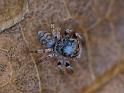 Euryattus_bleekeri_D6740_Z_85_Brisbane_Australie