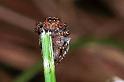 Evarcha_falcata_F0453_O_90_Waterleidingduinen_Nederland