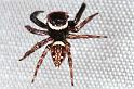 Hasarius_adansoni_RF0133_O_78_Brisbane_Australie